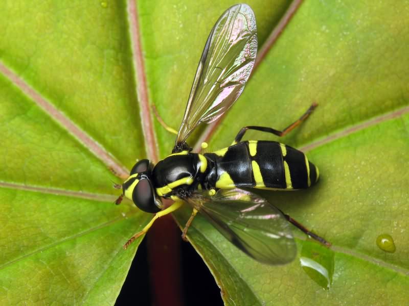 Xanthogramma pedissequum (Harris, 1776)